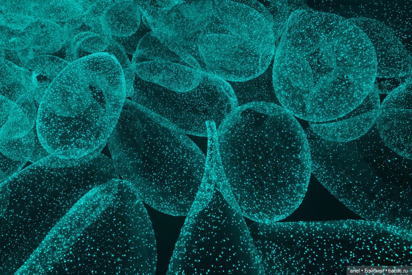 Визуализация природных явлений в стеклянных произведениях от Руи Сасаки (Rui Sasaki) (фото 2)