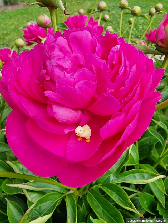 Я маленький, мир большой — Домашние фото авторских игрушек: Тедди (фото 4)