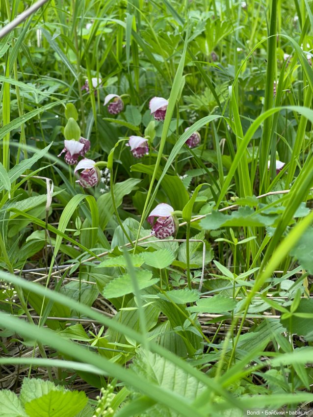 Мини муичан - моя парочка (фото 8)