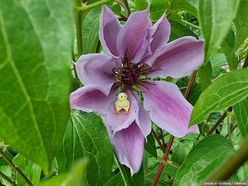 Я маленький, мир большой — Домашние фото авторских игрушек: Тедди (фото 6)