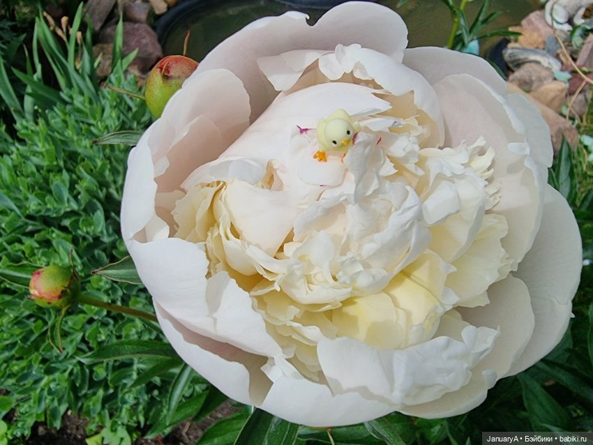 Я маленький, мир большой — Домашние фото авторских игрушек: Тедди (фото 8)