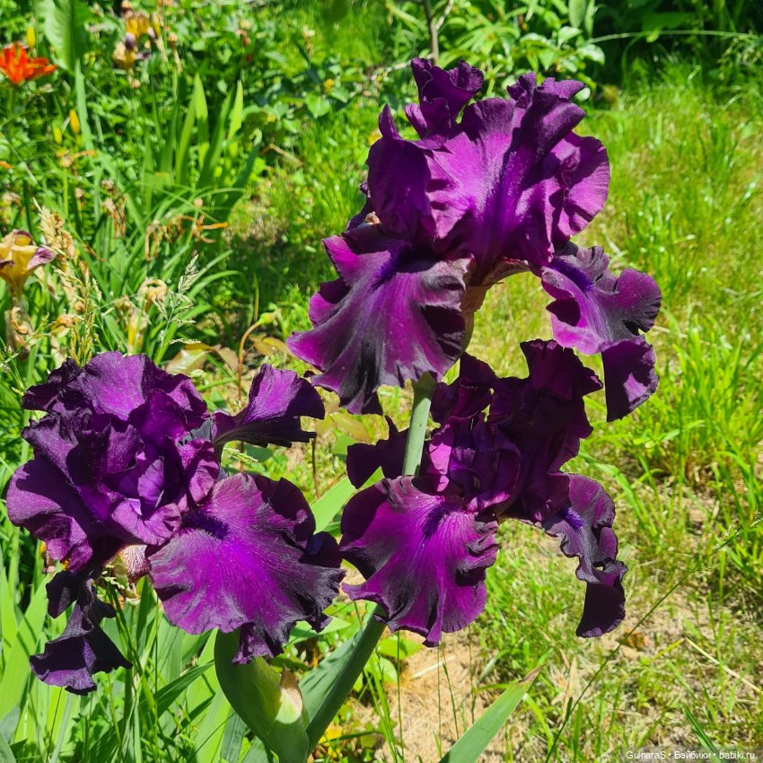 А мы такие, загараем — Фотоистории с куклами BJD (БЖД): сериалы (фото 2)