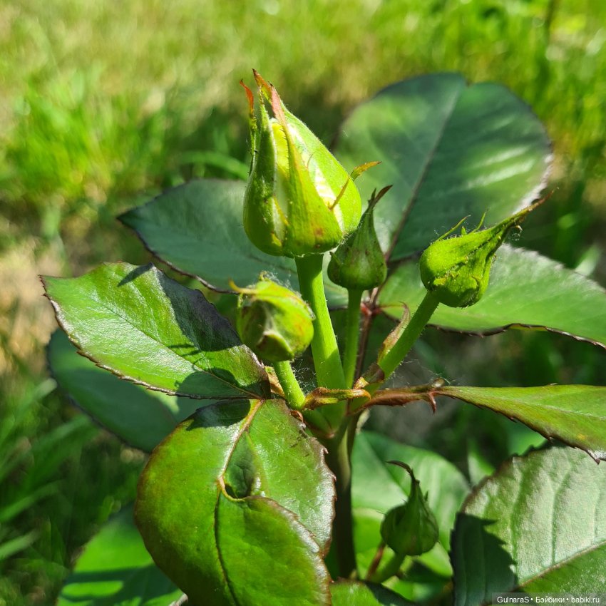 А мы такие, загараем — Фотоистории с куклами BJD (БЖД): сериалы (фото 5)
