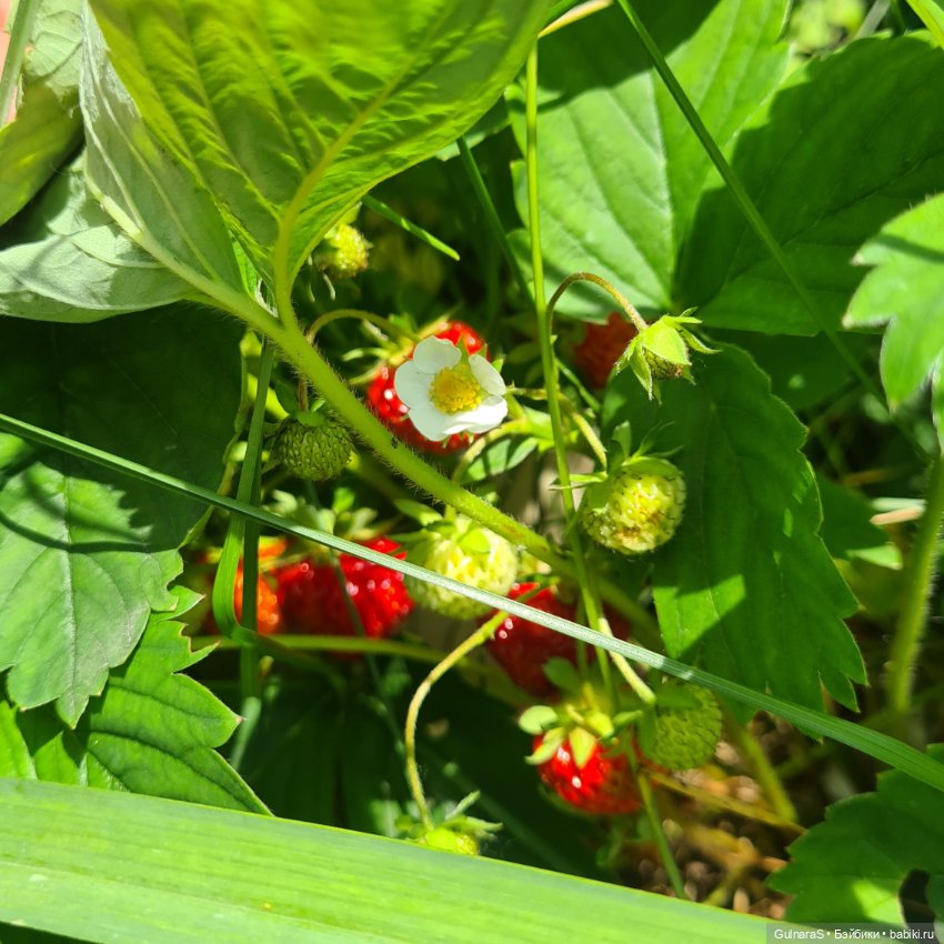 А мы такие, загараем — Фотоистории с куклами BJD (БЖД): сериалы (фото 4)