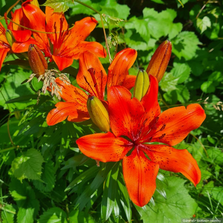 А мы такие, загараем — Фотоистории с куклами BJD (БЖД): сериалы