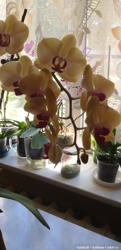 Моё другое увлечение — Другие хобби и увлечения: сад