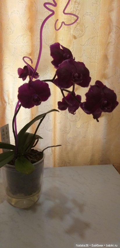 Моё другое увлечение — Другие хобби и увлечения: сад