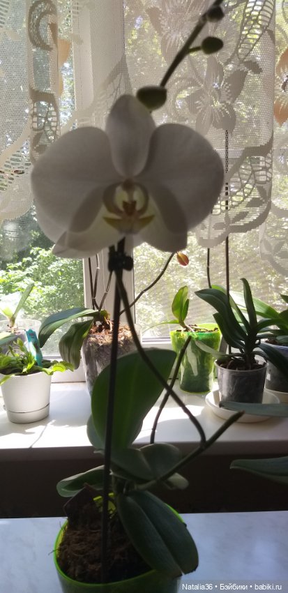 Моё другое увлечение — Другие хобби и увлечения: сад (фото 9)