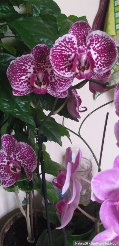 Моё другое увлечение — Другие хобби и увлечения: сад