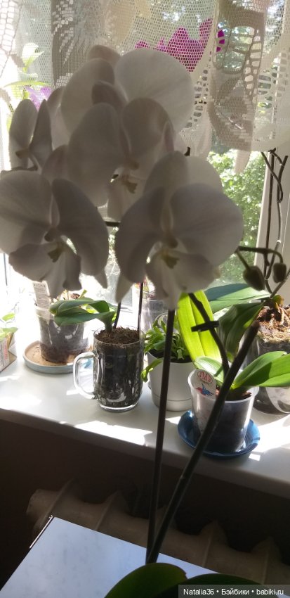 Моё другое увлечение — Другие хобби и увлечения: сад