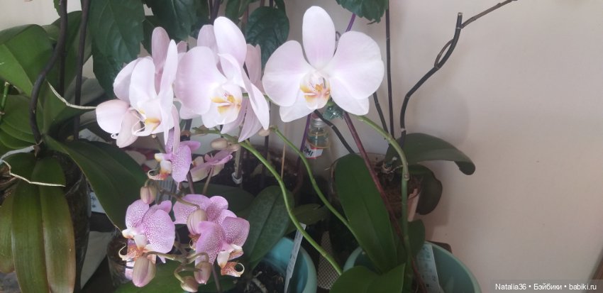 Моё другое увлечение — Другие хобби и увлечения: сад