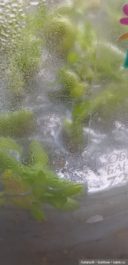 Моё другое увлечение — Другие хобби и увлечения: сад