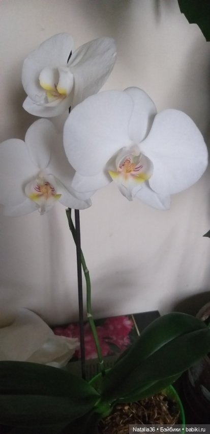 Моё другое увлечение — Другие хобби и увлечения: сад (фото 5)