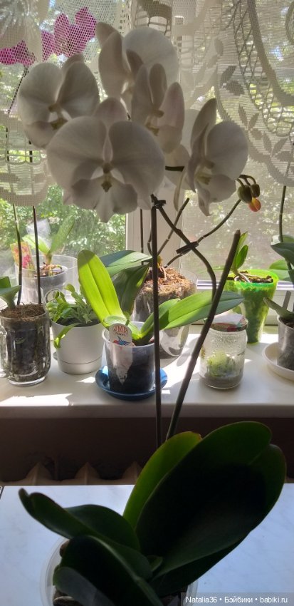 Моё другое увлечение — Другие хобби и увлечения: сад