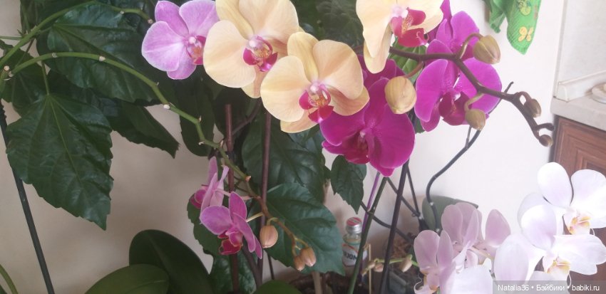 Моё другое увлечение — Другие хобби и увлечения: сад