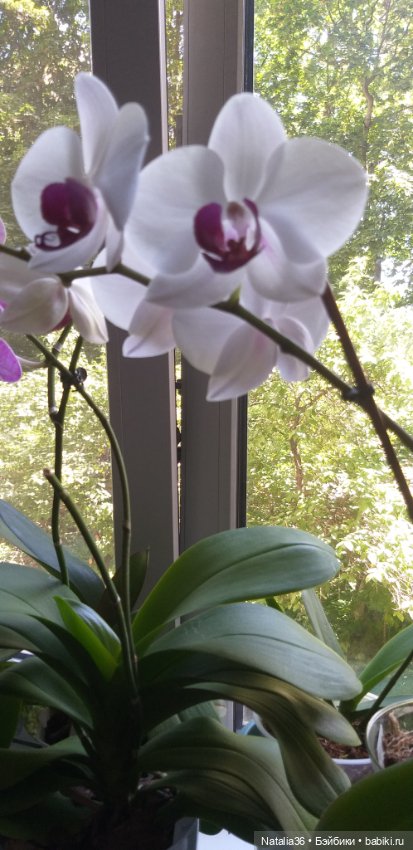 Моё другое увлечение — Другие хобби и увлечения: сад