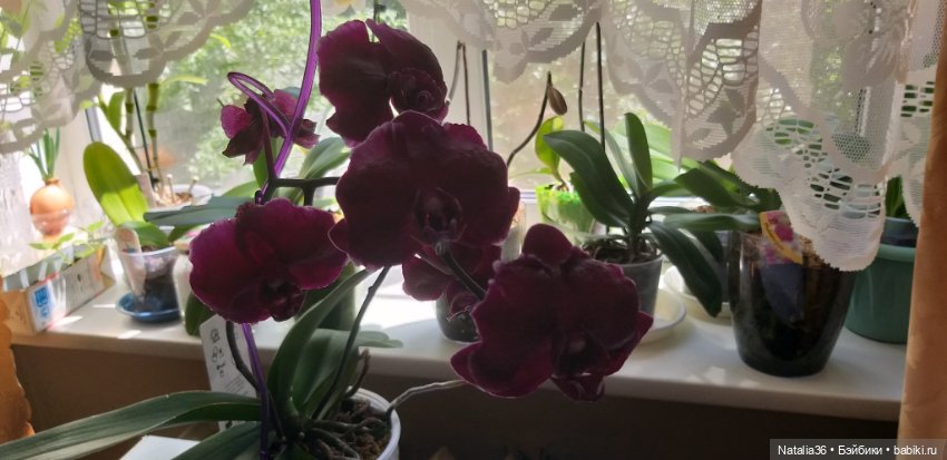 Моё другое увлечение — Другие хобби и увлечения: сад (фото 6)