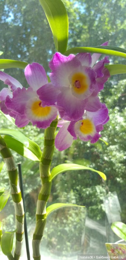 Моё другое увлечение — Другие хобби и увлечения: сад (фото 10)