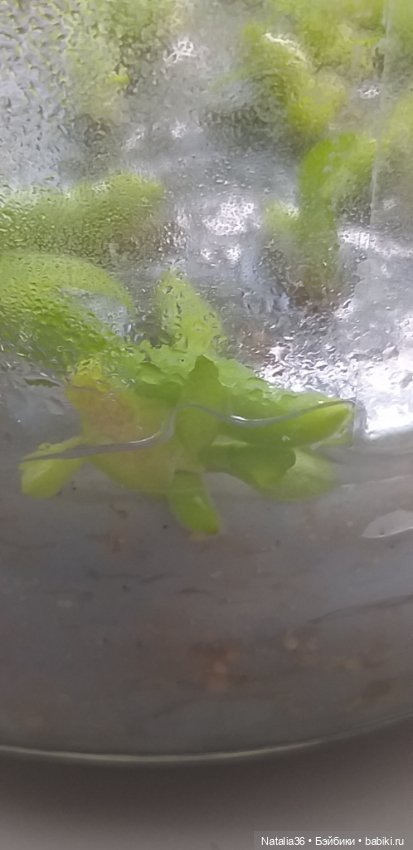 Моё другое увлечение — Другие хобби и увлечения: сад