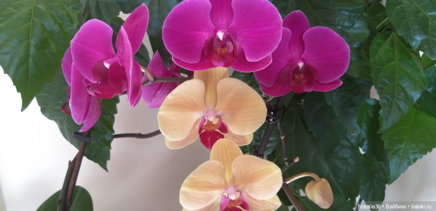 Моё другое увлечение — Другие хобби и увлечения: сад