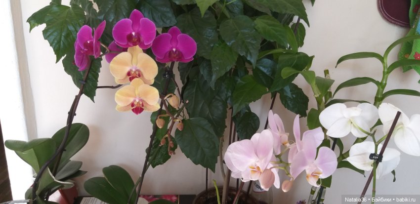 Моё другое увлечение — Другие хобби и увлечения: сад