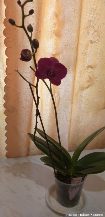 Моё другое увлечение — Другие хобби и увлечения: сад