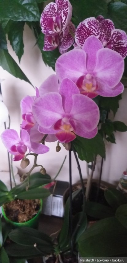 Моё другое увлечение — Другие хобби и увлечения: сад (фото 2)