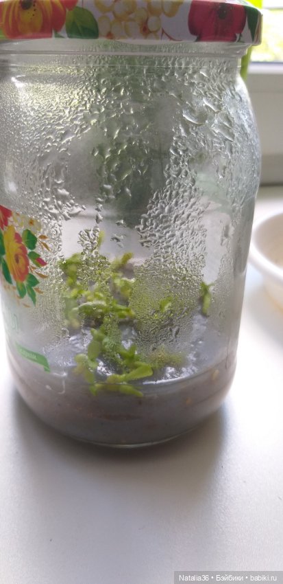 Моё другое увлечение — Другие хобби и увлечения: сад