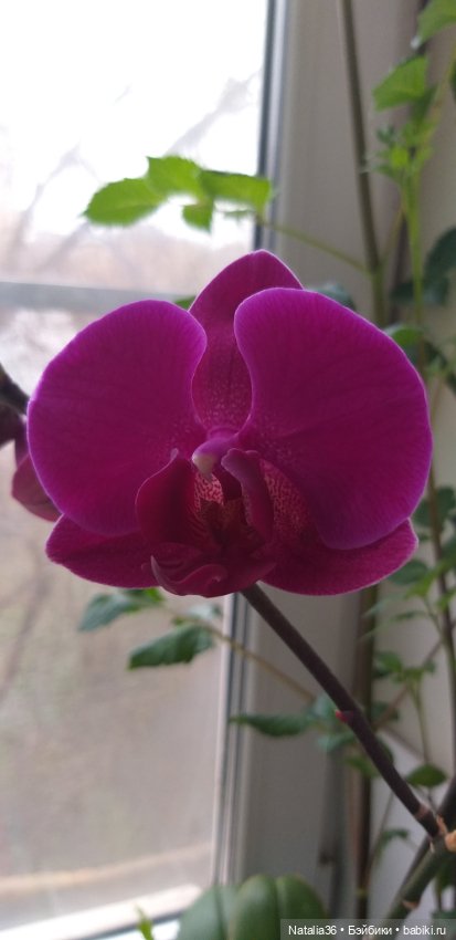 Моё другое увлечение — Другие хобби и увлечения: сад (фото 4)