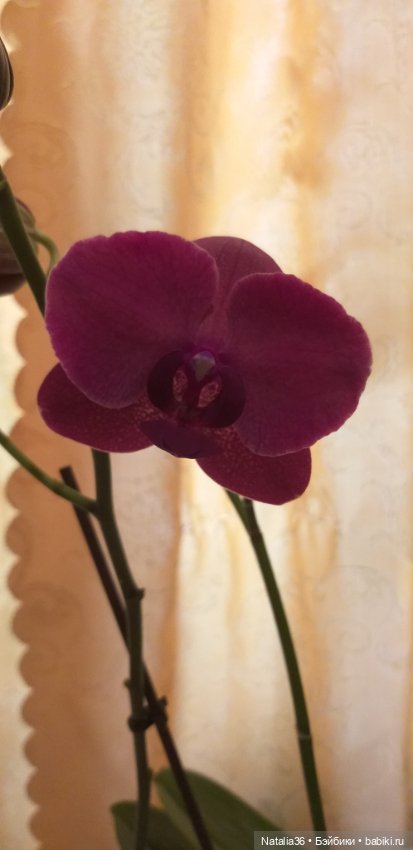 Моё другое увлечение — Другие хобби и увлечения: сад