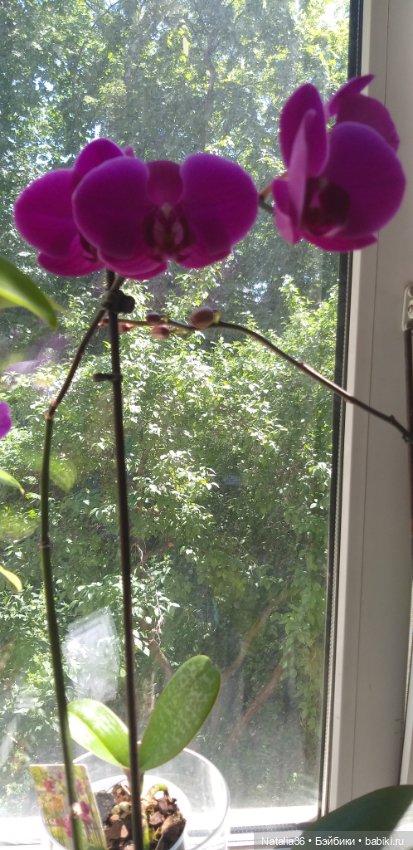 Моё другое увлечение — Другие хобби и увлечения: сад