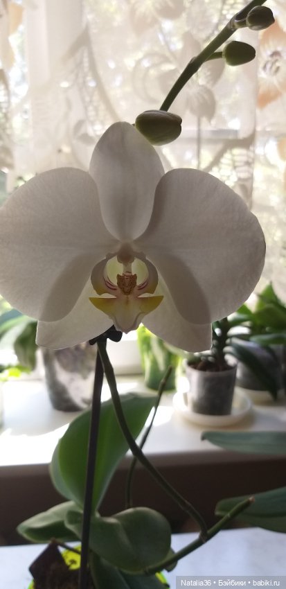 Моё другое увлечение — Другие хобби и увлечения: сад (фото 8)