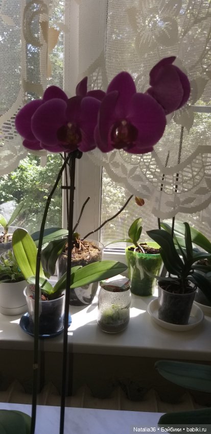 Моё другое увлечение — Другие хобби и увлечения: сад