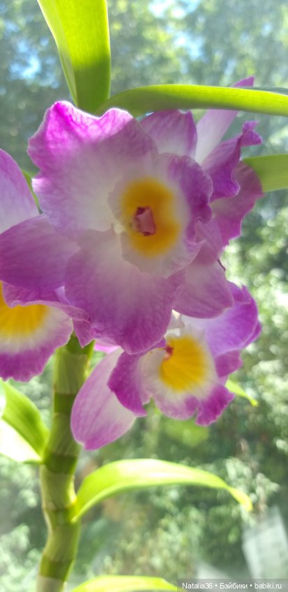 Моё другое увлечение — Другие хобби и увлечения: сад