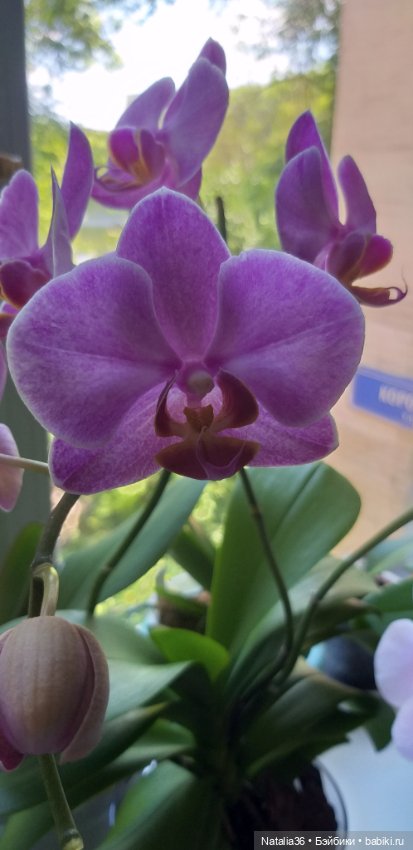 Моё другое увлечение — Другие хобби и увлечения: сад