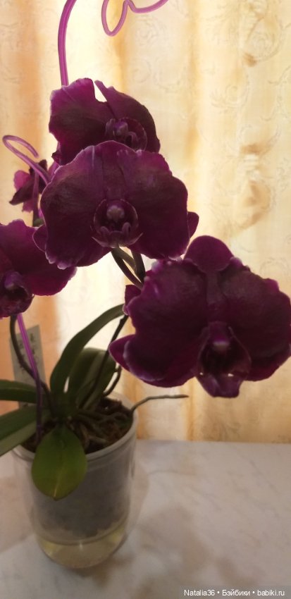 Моё другое увлечение — Другие хобби и увлечения: сад