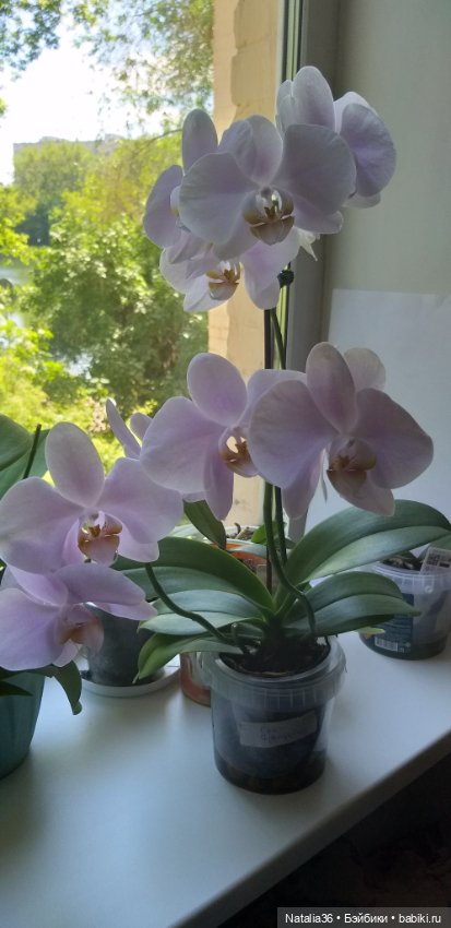 Моё другое увлечение — Другие хобби и увлечения: сад