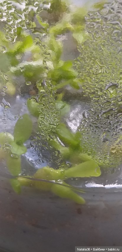 Моё другое увлечение — Другие хобби и увлечения: сад