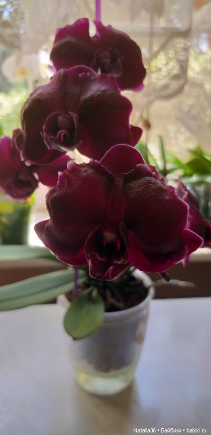 Моё другое увлечение — Другие хобби и увлечения: сад (фото 7)