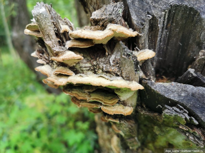 История одной незапланированной феечки