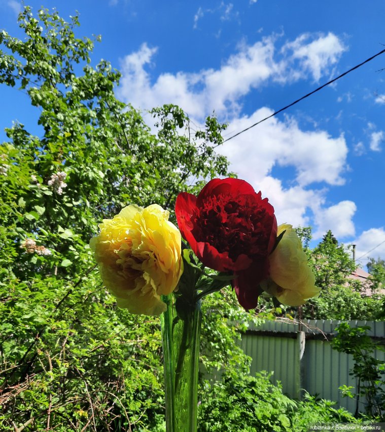Теперь гуляем в веночках🥰 (фото 3)