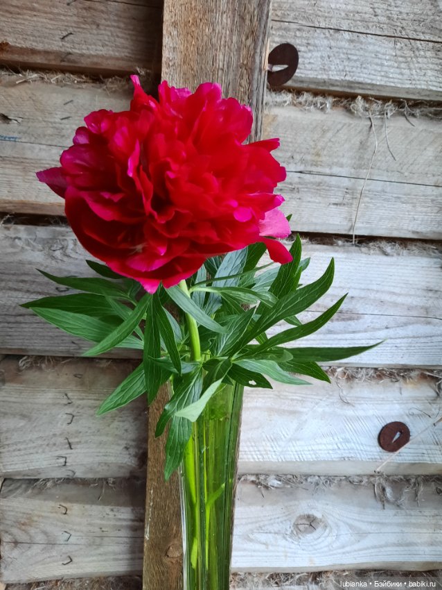 Теперь гуляем в веночках🥰