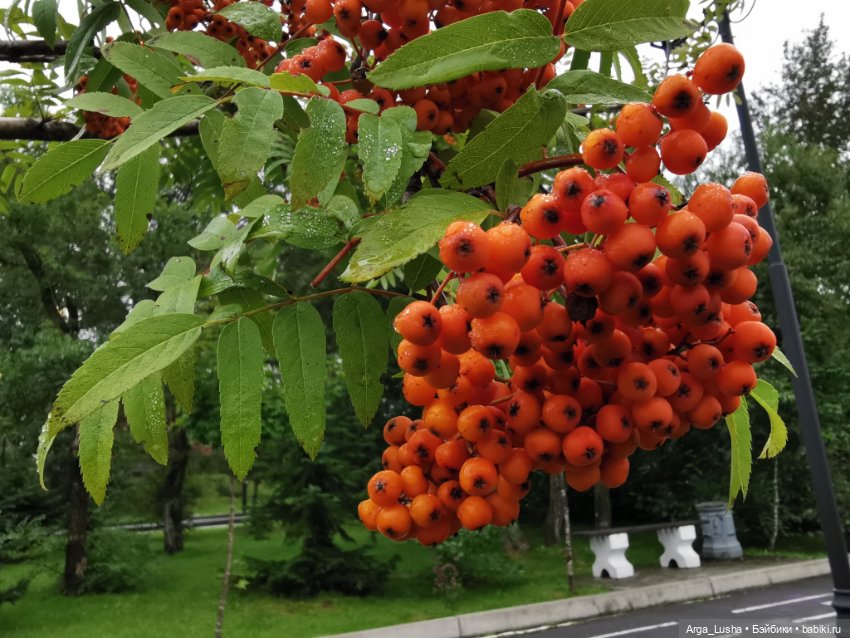 История одной незапланированной феечки