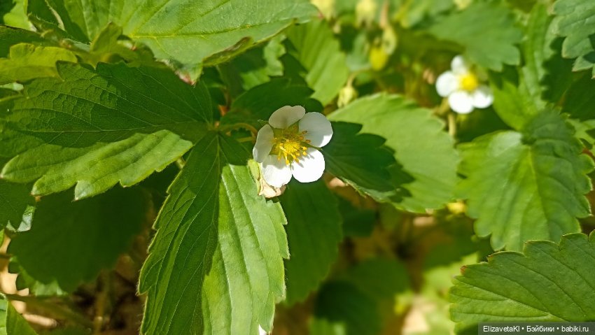 Загораем. Realpuki. 166 — Фотоистории с куклами BJD (БЖД): сериалы (фото 10)