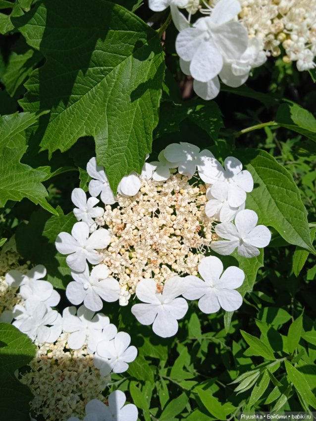 Крошка Басик гуляет — Кот Басик (фото 6)