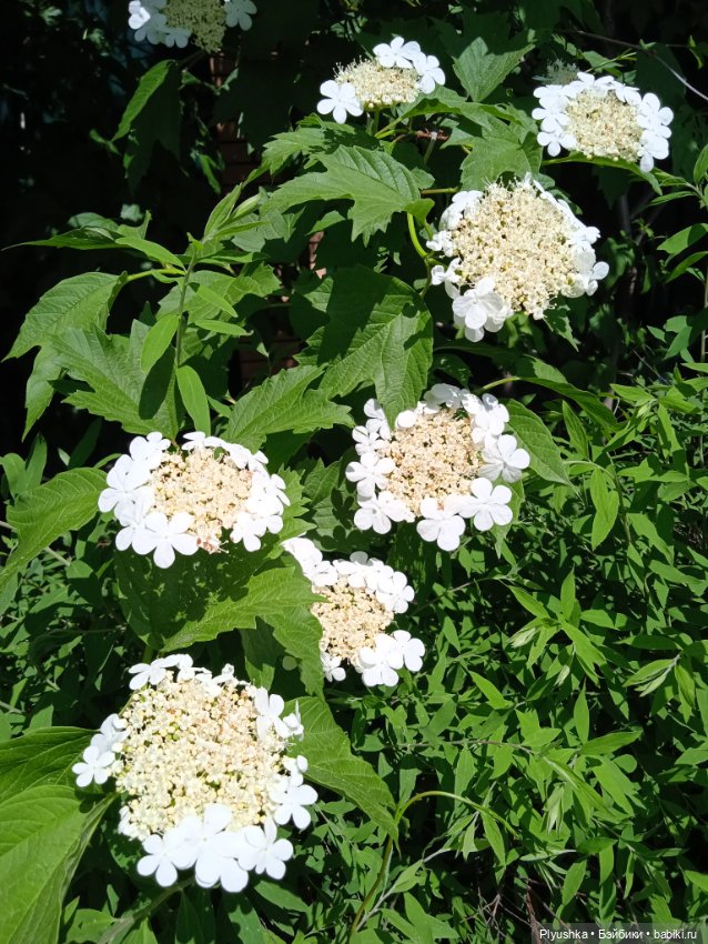 Крошка Басик гуляет — Кот Басик (фото 4)