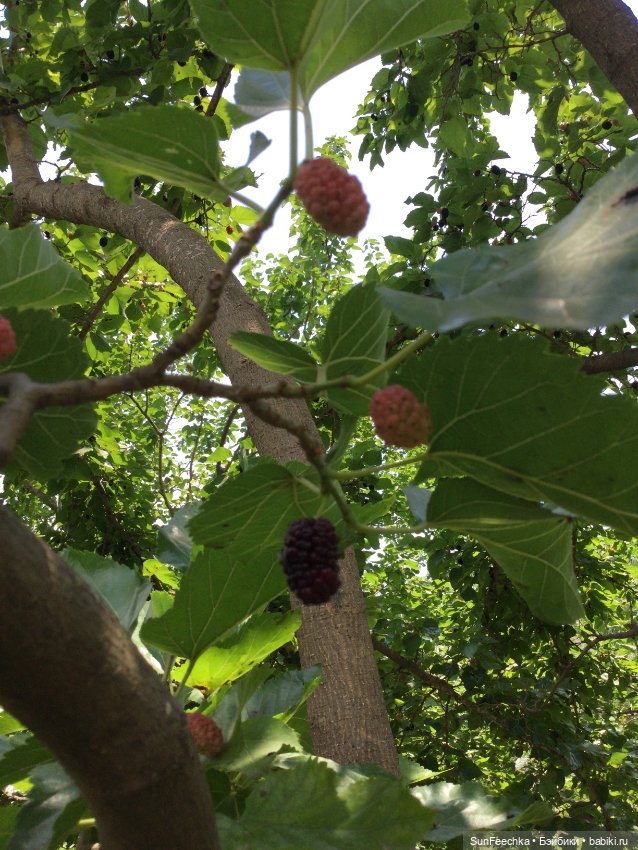 Руссо туристо. Матвей Сергеевич и ПинкЛау на Турецких берегах (фото 9)