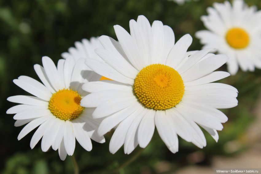 Исполнение маленькой мечты (фото 5)