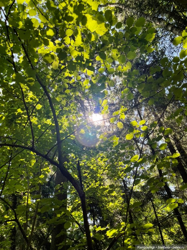 Небольшая прогулка по лесу (фото 5)