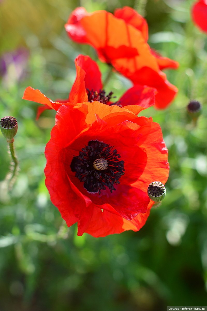 Маки: кто рано встаёт, тот ловит свет (фото 4)